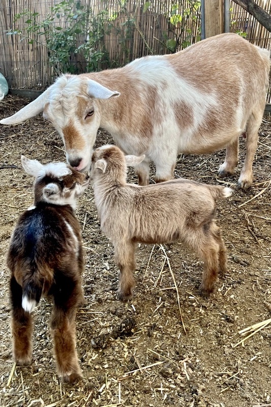 Welcome to the world, goat kids